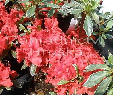 Azalea japonica 'Hotshot Variegata'