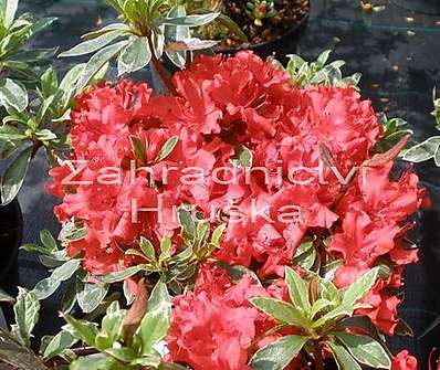 Azalea japonica 'Hotshot Variegata'