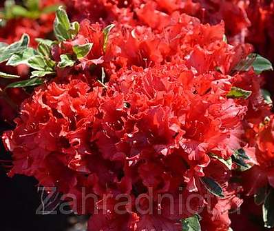 Azalea japonica 'Hotshot Variegata'