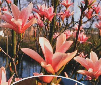šácholan - Magnolia 'Heaven Scent'