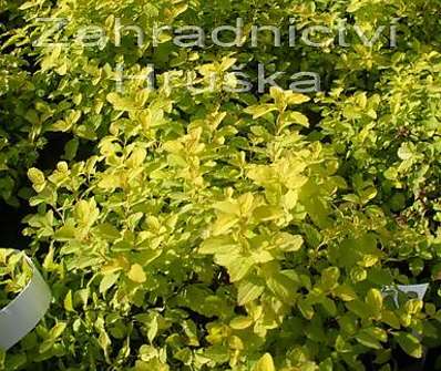 tavolník - Spiraea japonica 'Golden Carpeth'