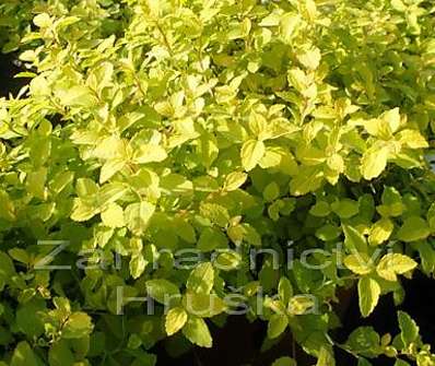 tavolník - Spiraea japonica 'Golden Carpeth'