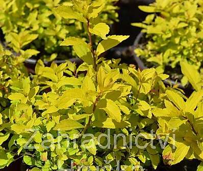 tavolník - Spiraea japonica 'Golden Carpeth'