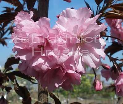sakura - Prunus serrulata 'Royal Burgundi'