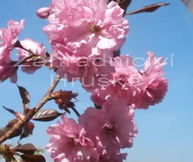 sakura - Prunus serrulata 'Royal Burgundi'