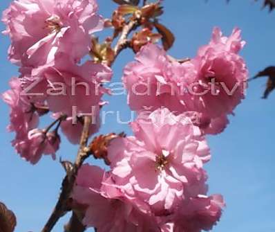 sakura - Prunus serrulata 'Royal Burgundi'