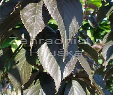 sakura - Prunus serrulata 'Royal Burgundi'