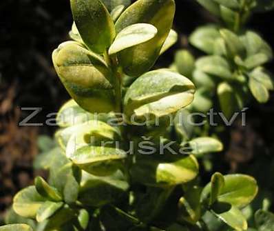 zimostráz - Buxus sempervirens 'Aureovariegata'