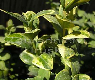 zimostráz - Buxus sempervirens 'Aureovariegata'