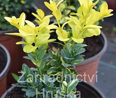 zimostráz - Buxus sempervirens 'Aureovariegata'