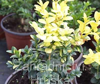 zimostráz - Buxus sempervirens 'Aureovariegata'