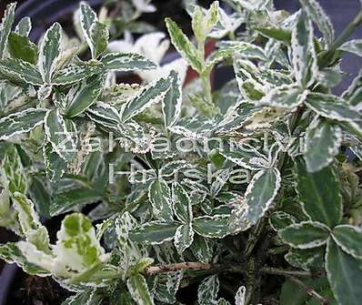 brslen - Euonymus fortunei 'Harlequin'..