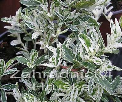 brslen - Euonymus fortunei 'Harlequin'...