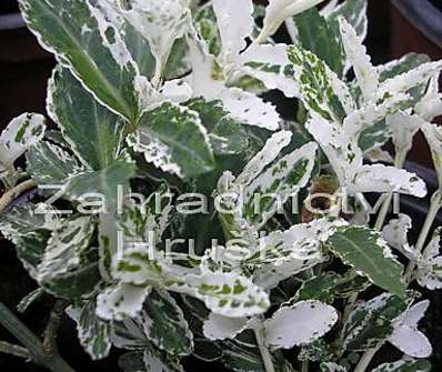 brslen - Euonymus fortunei 'Harlequin'...