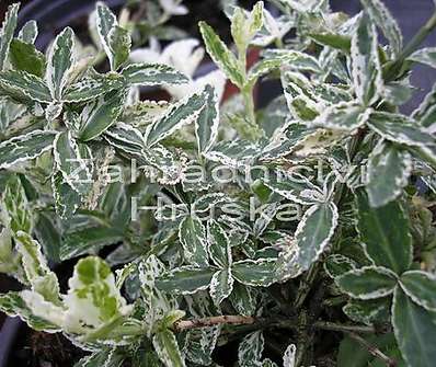 brslen - Euonymus fortunei 'Harlequin'...