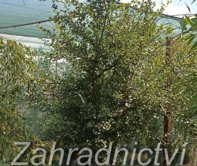 bříza - Betula 'Veruna'