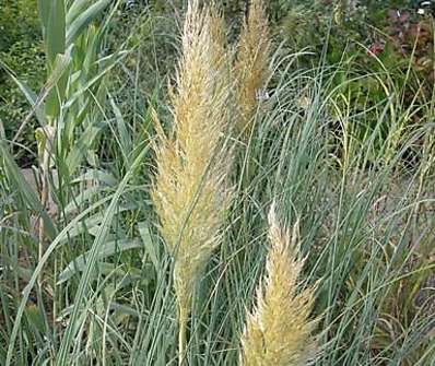 pampas - Cortaderis selloana Pumila