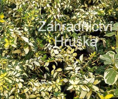 brslen - Euonymus fortunei 'Blondy'
