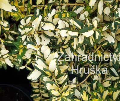 brslen - Euonymus fortunei 'Blondy'
