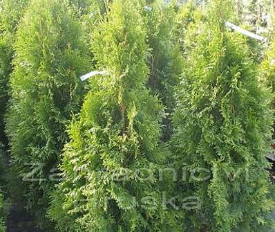 zerav - Thuja occ. 'Smaragd'.