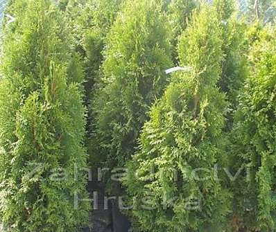 zerav - Thuja occ. 'Smaragd'.