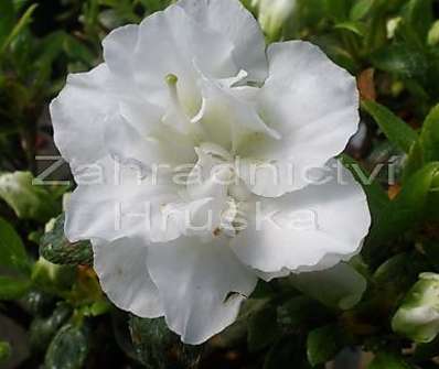 Azalea japonica 'Schneeperle'
