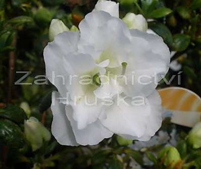 Azalea japonica 'Schneeperle'