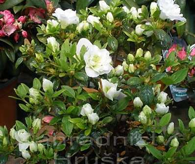 Azalea japonica 'Schneeperle'