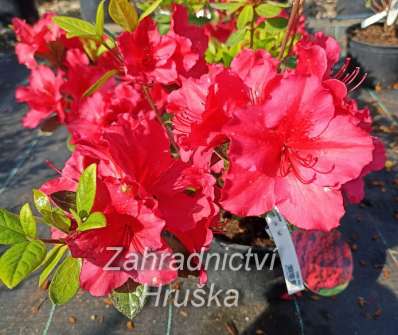 Azalea japonica 'Vuyk s Scarlet'