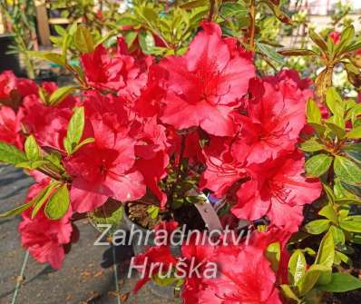 Azalea japonica 'Vuyk s Scarlet'