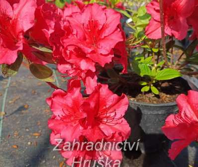 Azalea japonica 'Vuyk s Scarlet'