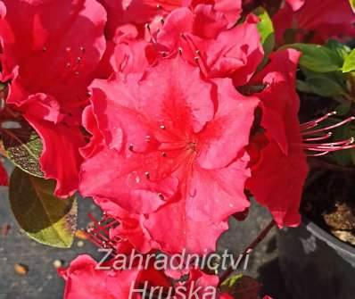 Azalea japonica 'Vuyk s Scarlet'