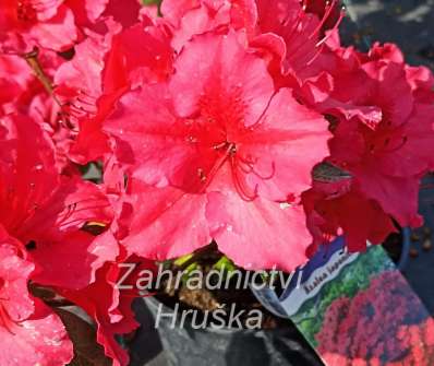 Azalea japonica 'Vuyk s Scarlet'