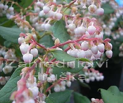 libavka - Gaulnettia wisleyensis "Pink Pixie"