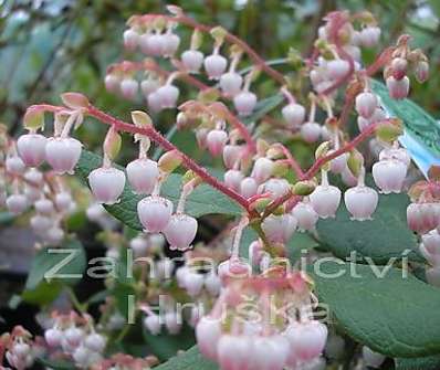 libavka - Gaulnettia wisleyensis "Pink Pixie"