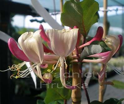 zimolez - Lonicera peric. 'Chojnów'