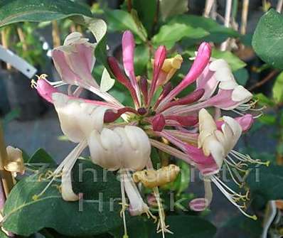 zimolez - Lonicera peric. 'Chojnów'