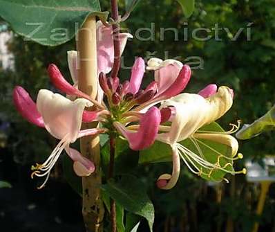 zimolez - Lonicera peric. 'Chojnów'