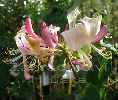 zimolez - Lonicera peric. 'Chojnów'