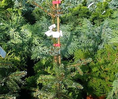smrk - Picea omorika 'Pendula Bruns'.