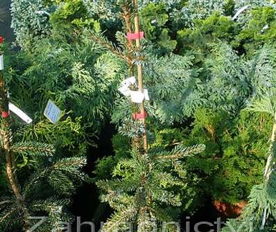 smrk - Picea omorika 'Pendula Bruns'.