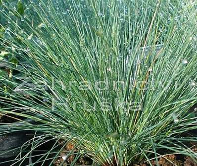 kostřava - Festuca amethystina