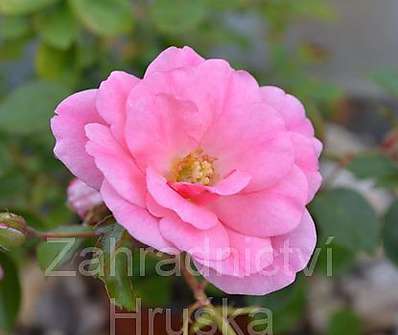 Rosa The Fairy Pink