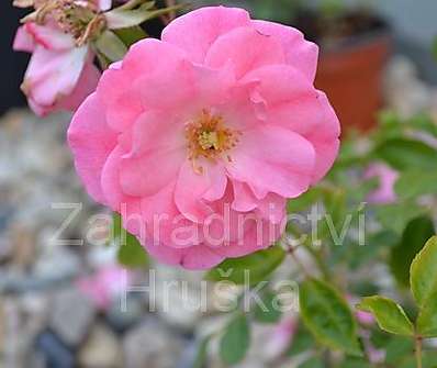 Rosa The Fairy Pink
