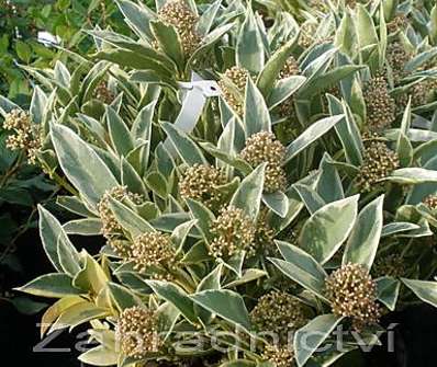 skimie - Skimia 'Variegata'