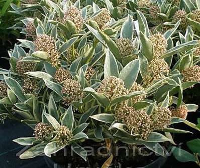 skimie - Skimia 'Variegata'