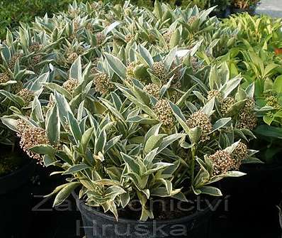 skimie - Skimia 'Variegata'