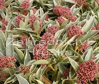 skimie - Skimia 'Variegata'