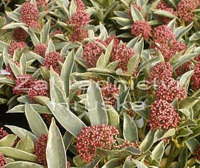 skimie - Skimia 'Variegata'