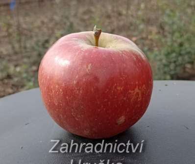 Jabloň Frosta